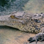 Some ancient crocodiles may have chomped on plants instead of meat
